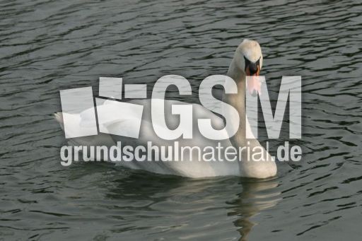 S-Höckerschwan 070.jpg